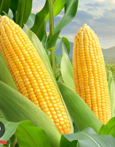 GNS 9162